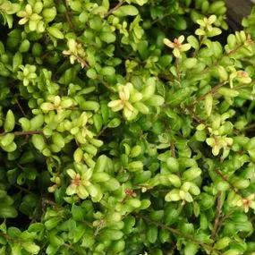 Japanese Holly Hedge Plants (Ilex crenata)